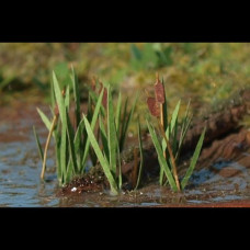 Rákosí - orobinec, N, Model Scene VGN008