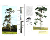 Modelling Trees Part Two - Conifers, Gordon Gravett, Wild Swan