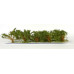Vysoké keře, mikro listí, zelená savana, Polák 9201