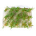 Vysoké keře, mikro listí, zelená břízová, Polák 9203