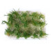 Vysoké keře, mikro listí, zelená dubová, Polák 9205
