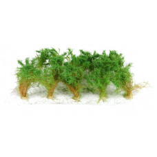 Vysoké keře, mikro listí, zelená osiková, Polák 9251