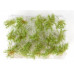 Vysoké keře, mikro listí, zelená vrbová, Polák 9252