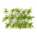 Vysoké keře, jemné listí, zelená osiková, Polák 9261