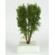 Vícekmenný strom, do 10 cm, zelený mix, Polák 9513
