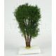 Vícekmenný strom, do 10 cm, zelená buková, Polák 9514