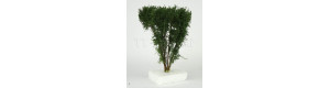 Vícekmenný strom, do 13 cm, zelená dubová, Polák 9525