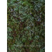 Lesní základ borůvkoviště – foliáž, Model Scene F620