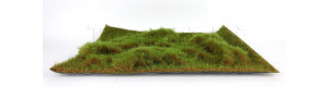 Lesní tráva, dlouhá, zelená travní, Polák 4953