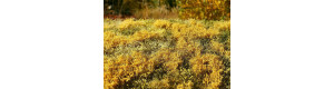 Kvetoucí louka, podzim, foliáž, Model Scene F564